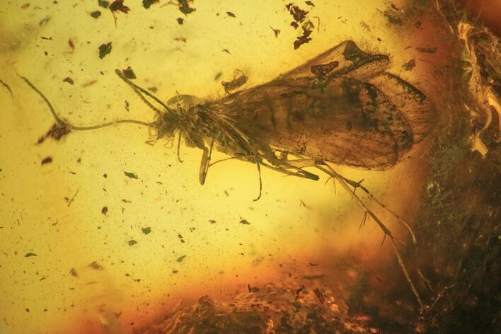 Fossil Caddisfly (Trichoptera) In Baltic Amber #109508
